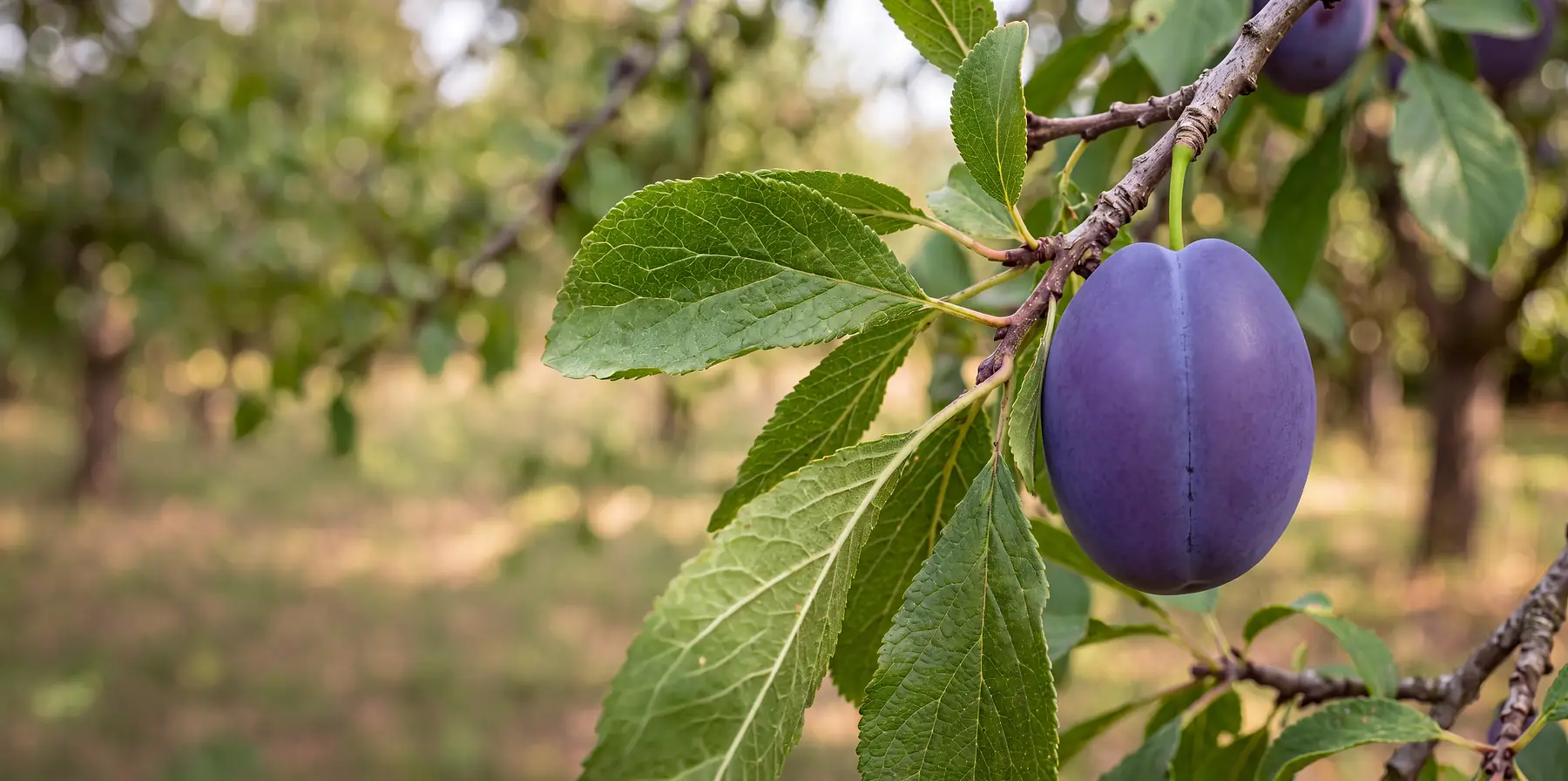Frutti di susino in pianta