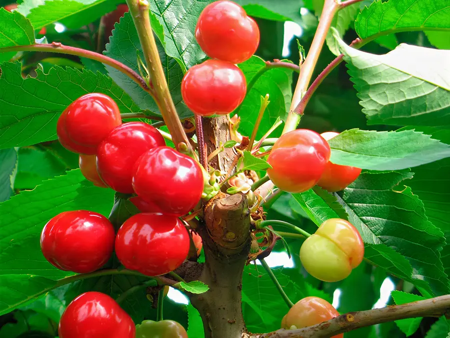 Burlat, variedad de cereza