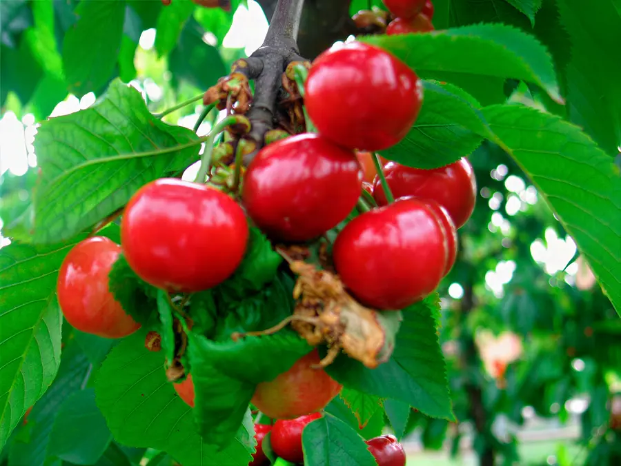 Early Bigi, varietà di ciliegia