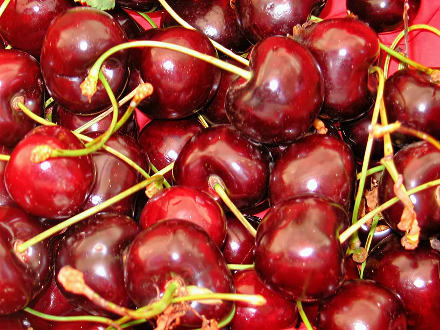 Kordia, variedad de cereza