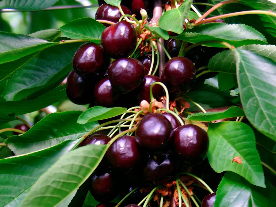 Marysa, varietà di ciliegia
