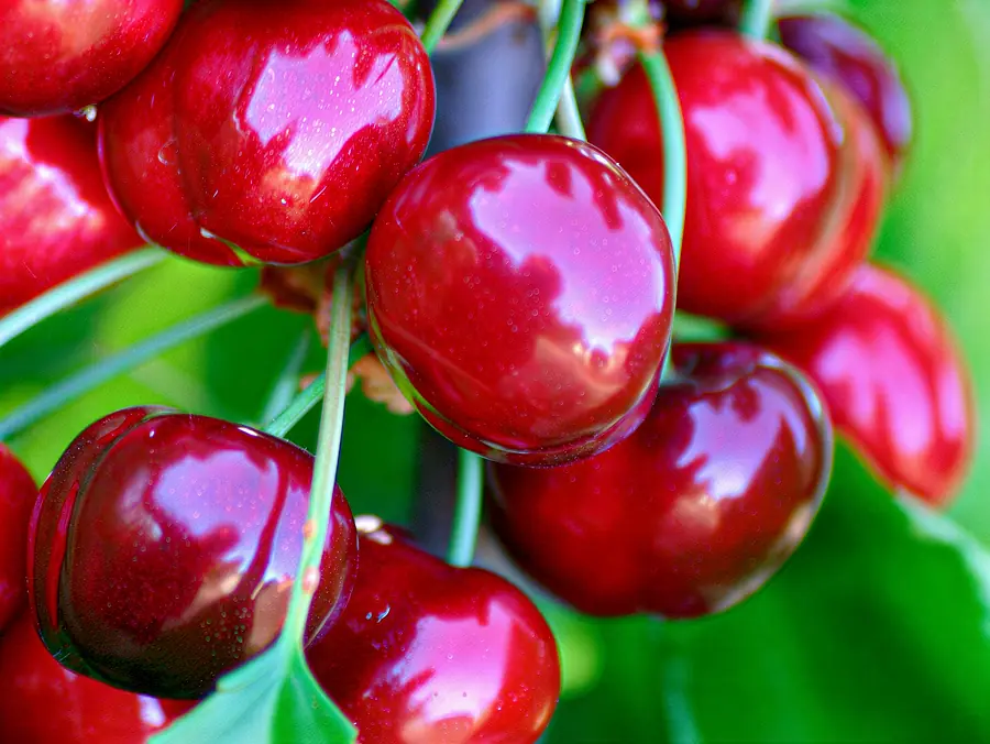 Sweet Early, varietà di ciliegia
