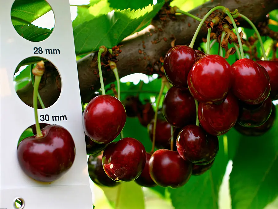 Sweet Saretta, variedad de cereza