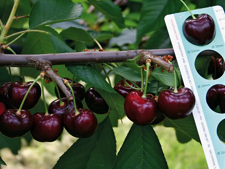 Sweet Stephany, variedad de cereza