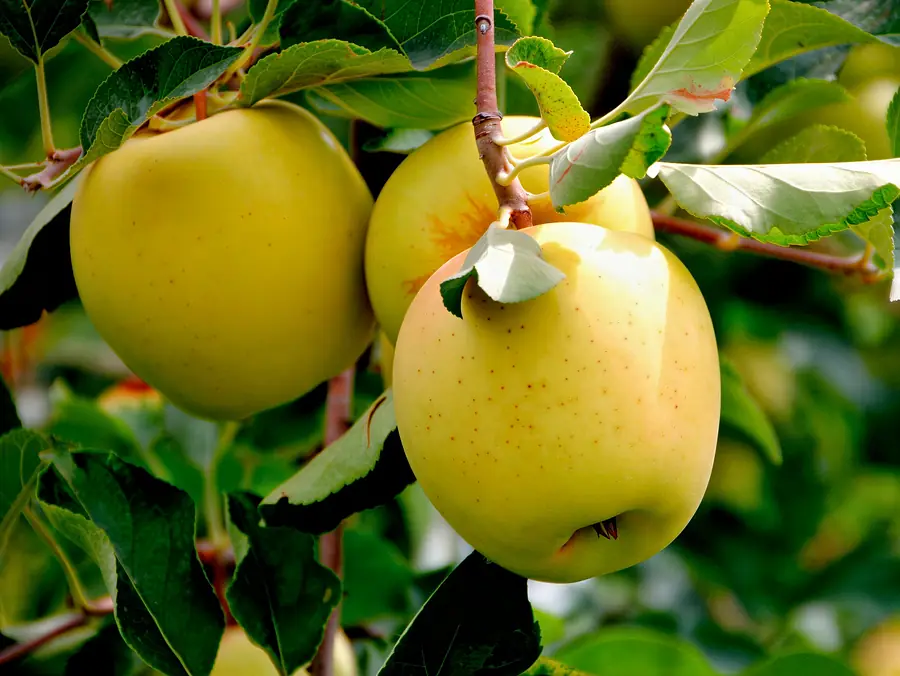 Golden B, variedad de manzana