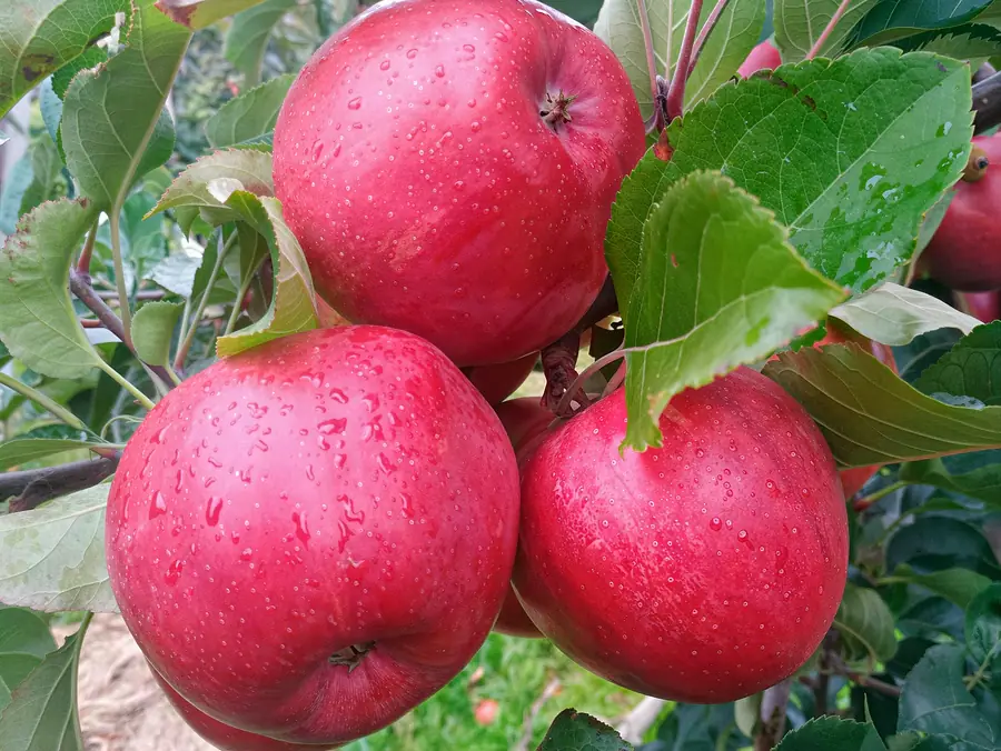Morgenduft Dallago, variedad de manzana