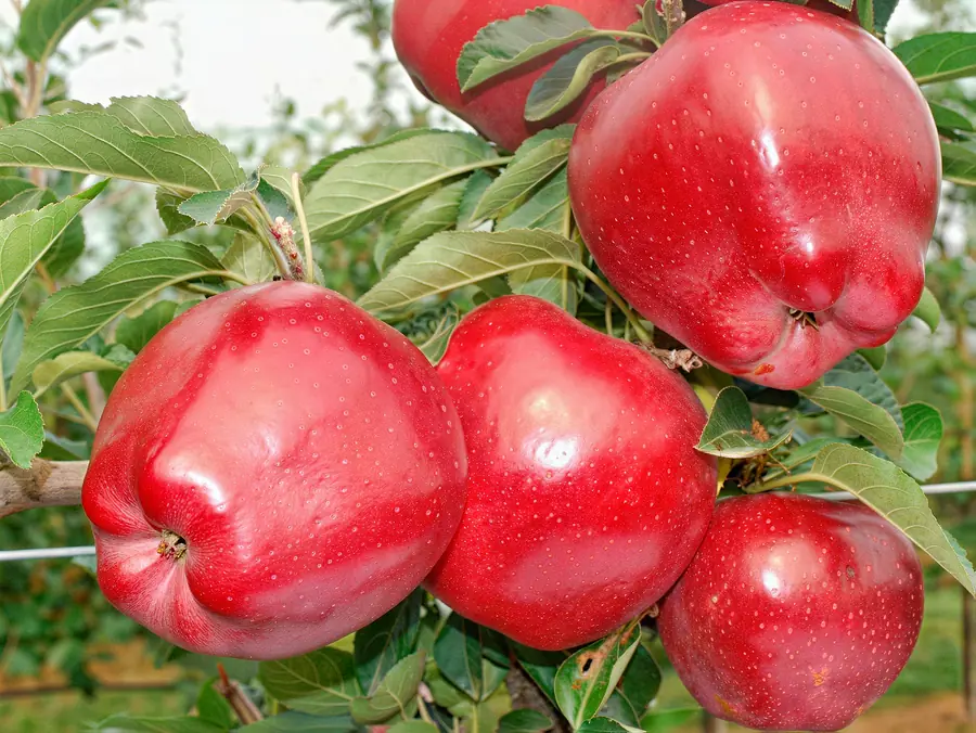 Red Chief, variedad de manzana