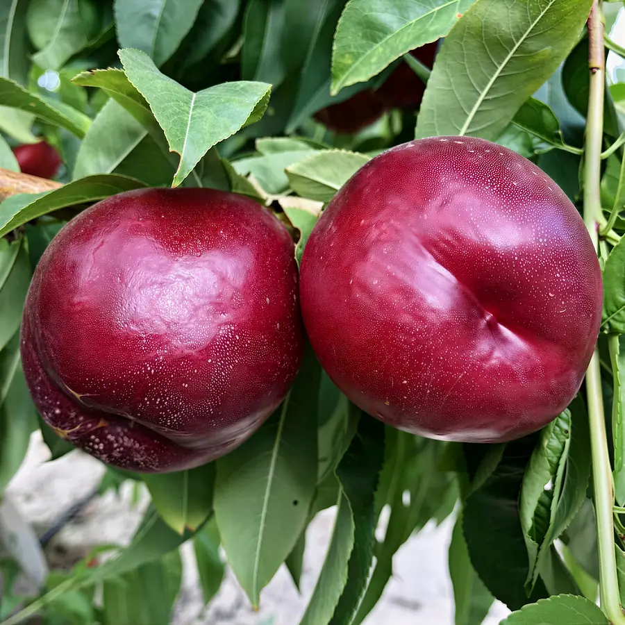 Altamira-cov, a nectarine variety