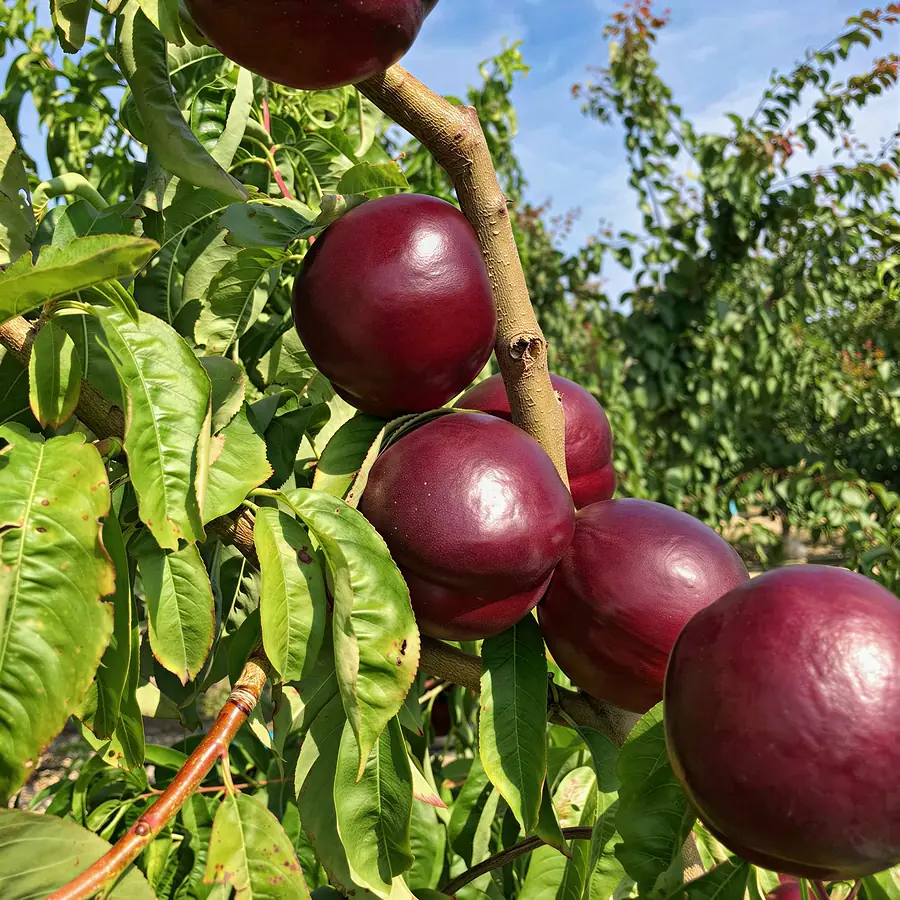 Amapola-cov, a nectarine variety