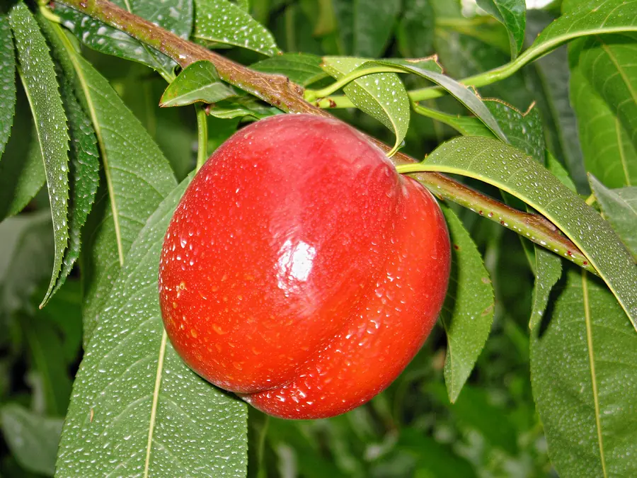 Big Top, a nectarine variety