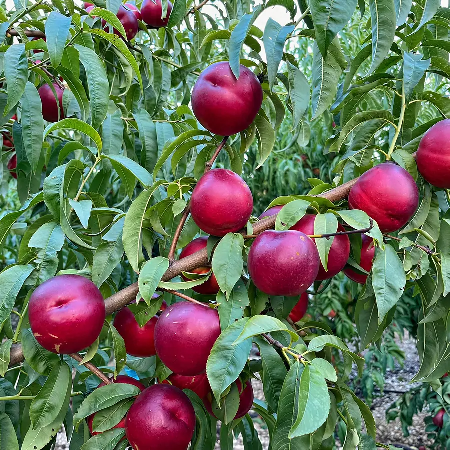 BN1118-28-cov, a nectarine variety