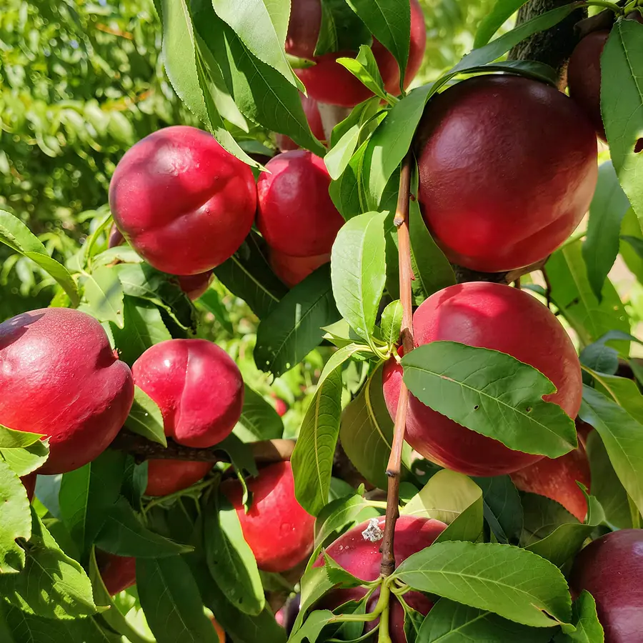 Calicoba-cov, a nectarine variety