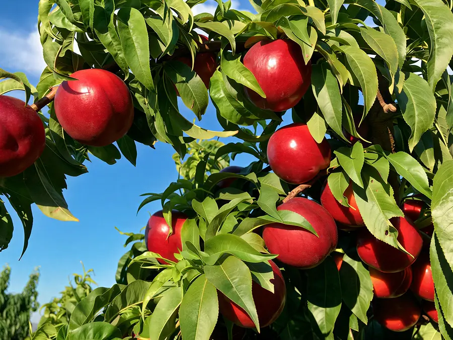 Clariss-cov, a nectarine variety