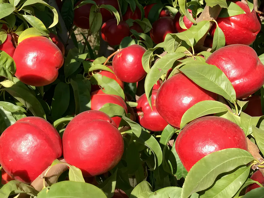 Esmeralda-cov, a nectarine variety