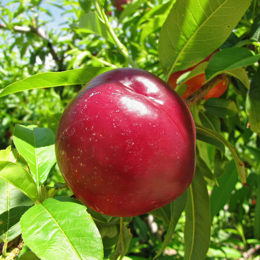 Flariba-cov, a nectarine variety
