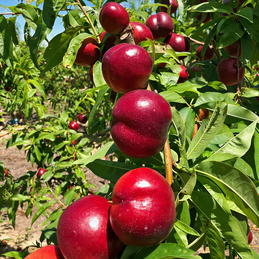 Flavana-cov, a nectarine variety