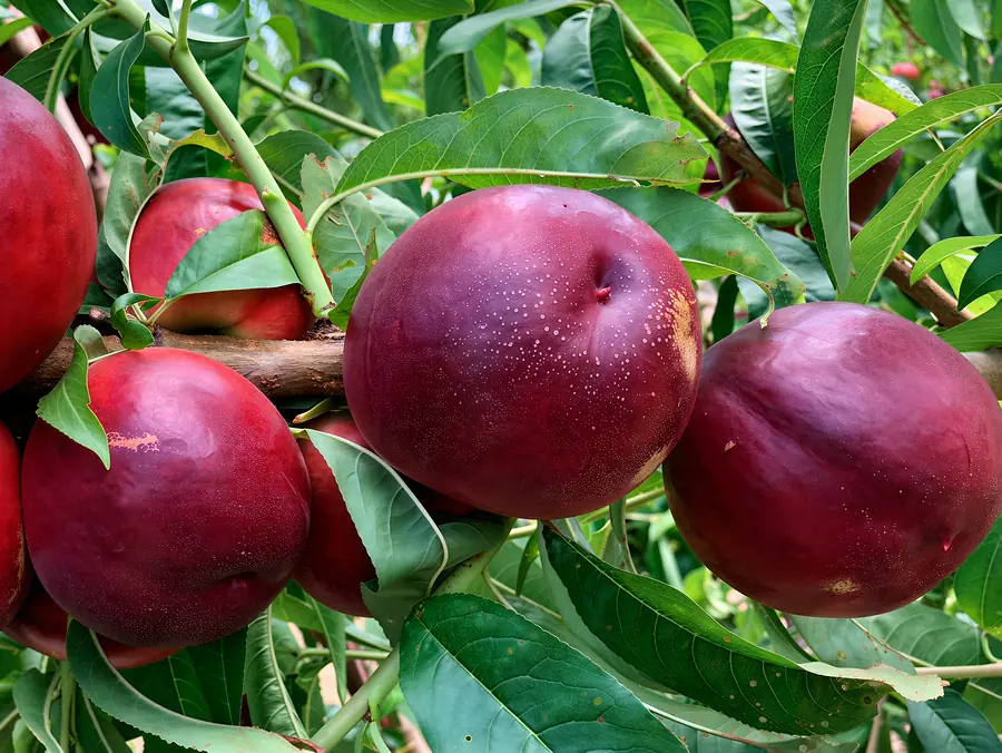 Garcica-cov, a nectarine variety
