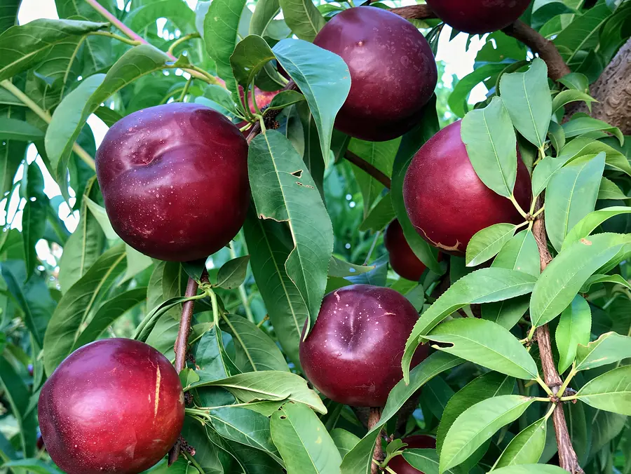 Ipanema-cov, a nectarine variety