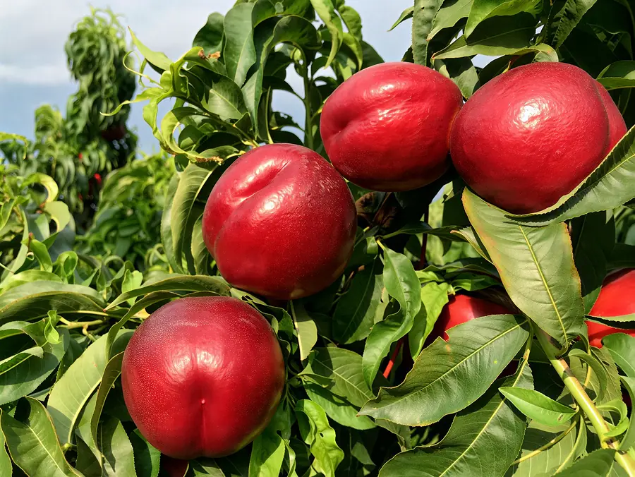 Luciana-cov, a nectarine variety