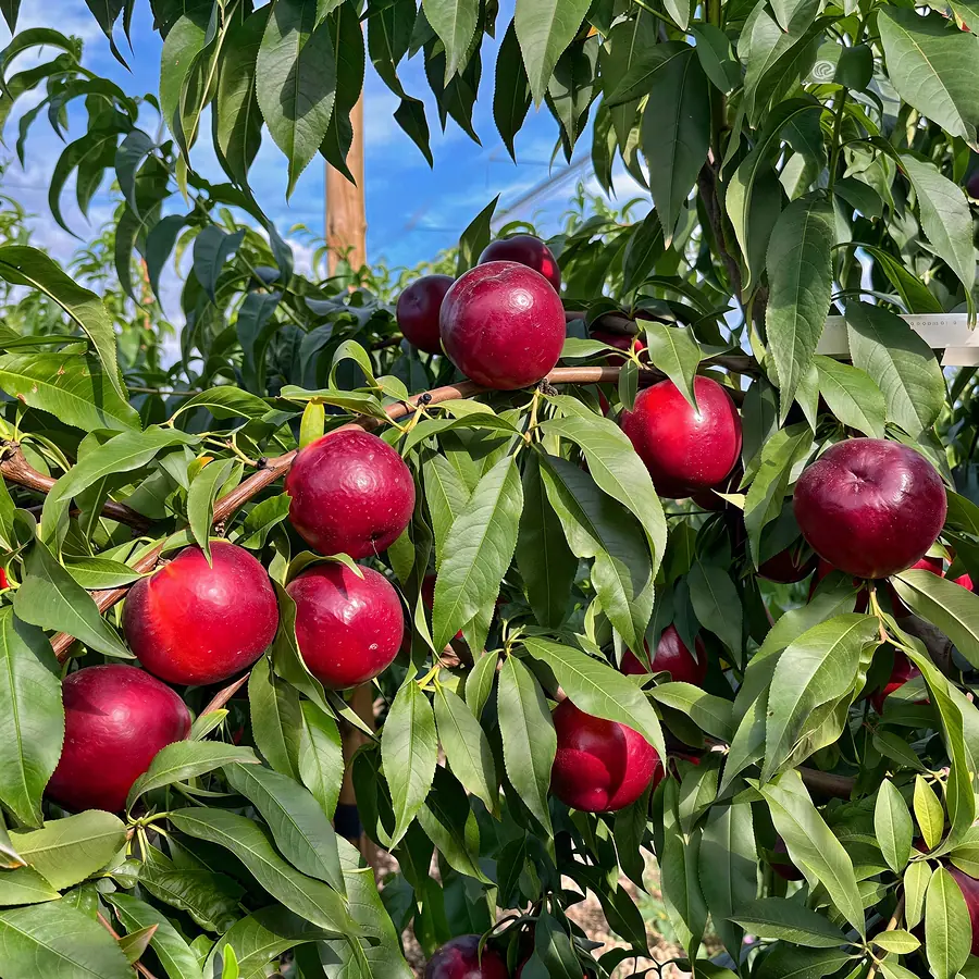 Maiss-cov, a nectarine variety