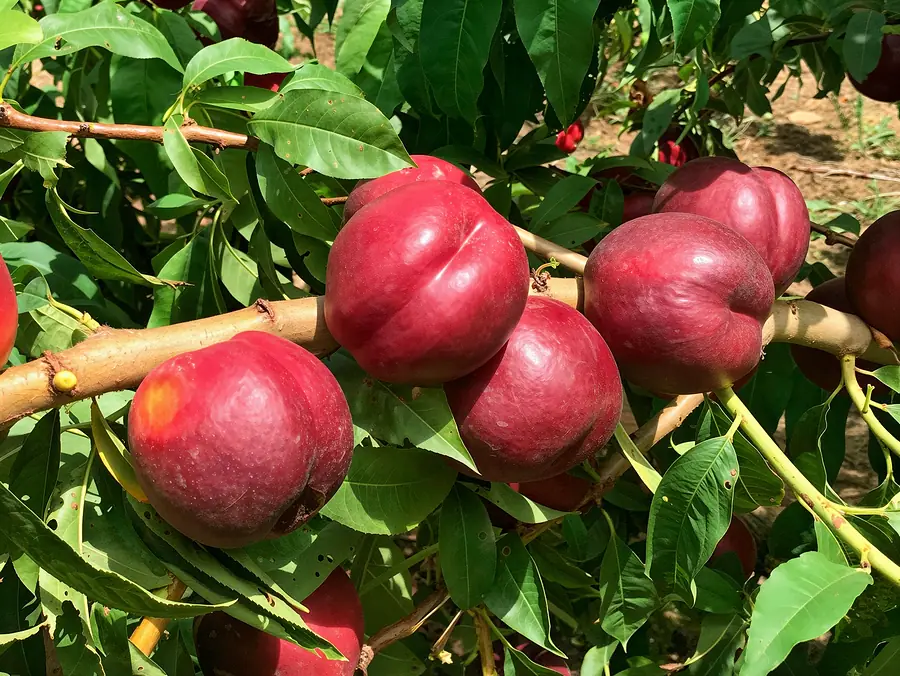 Mombasa-cov, a nectarine variety