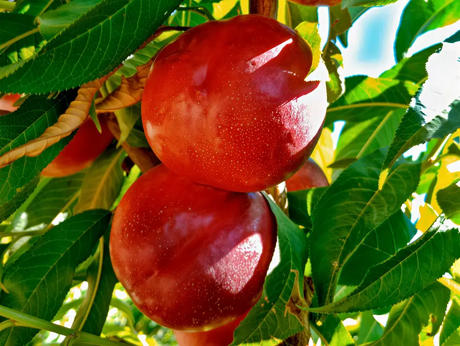 Noracila-cov, a nectarine variety