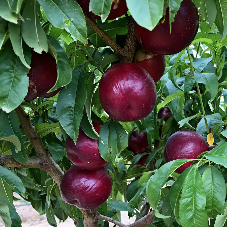 Omega-cov, a nectarine variety