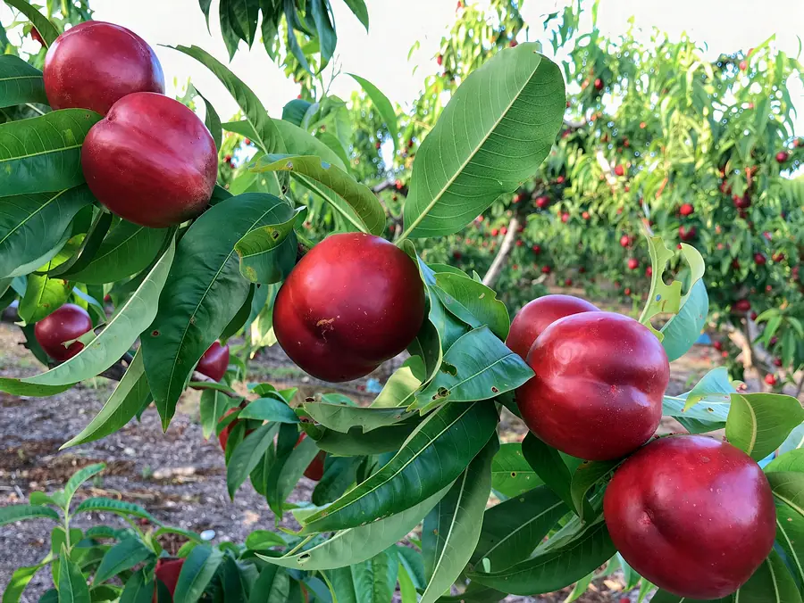 Patagonia-cov, a nectarine variety