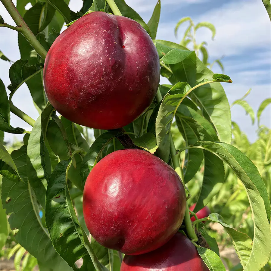 Savorella-cov, a nectarine variety