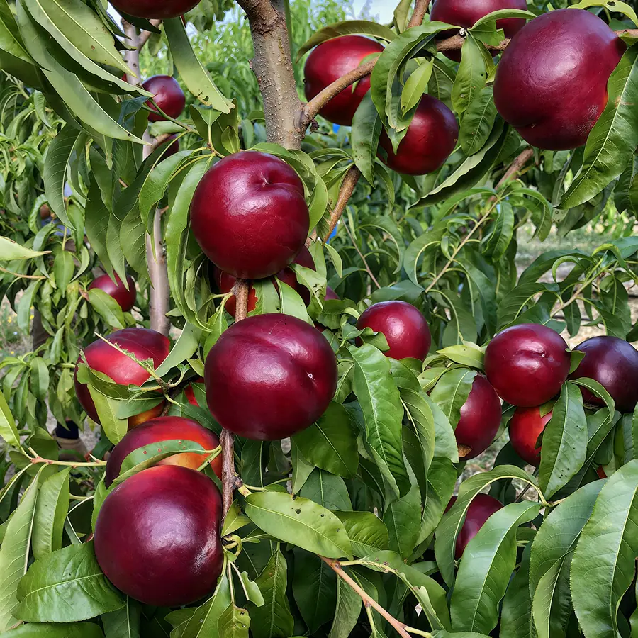 Suculente-cov, a nectarine variety