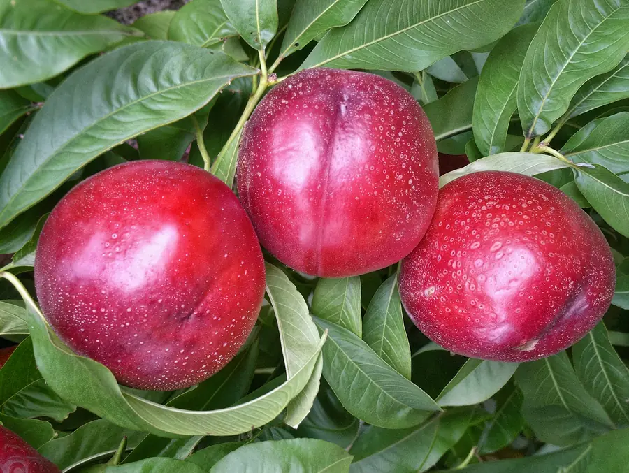 Tourmaline, a nectarine variety