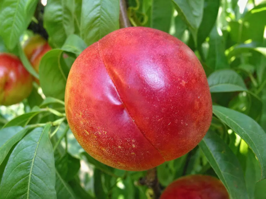Western Red-cov, a nectarine variety