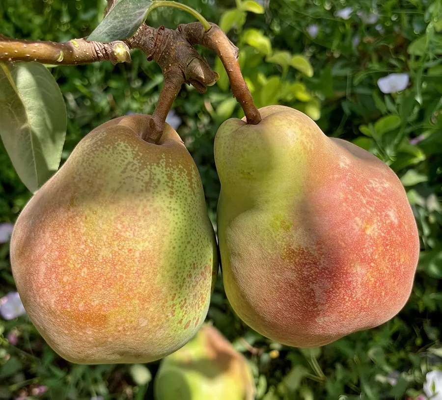 Decana del Comizio, variété – poire