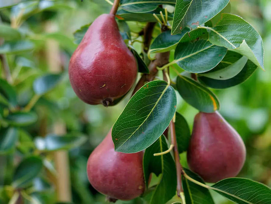 Max Red Bartlett, variété – poire