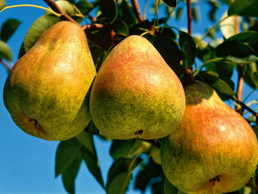 Passa Crassana, variété – poire