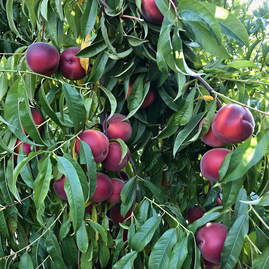 BUT12-10-2-cov, a peach variety