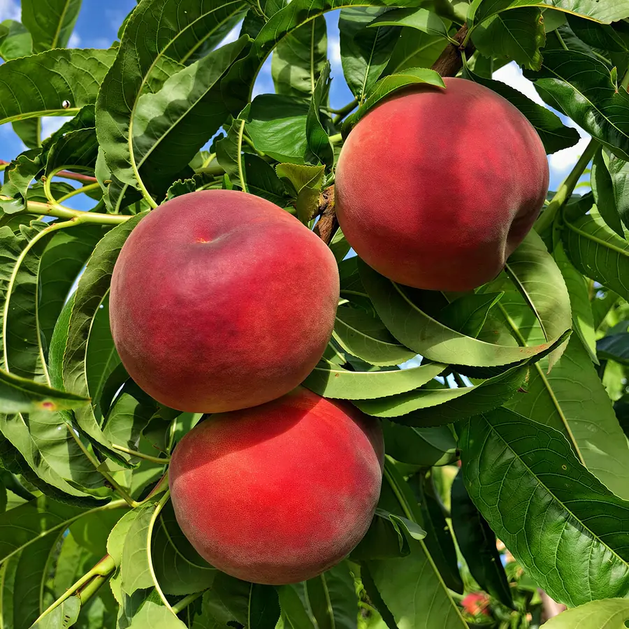 Marmara-cov, a peach variety