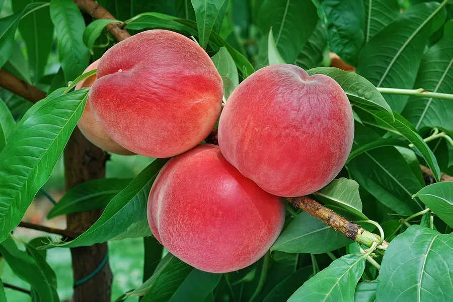 Maura, a peach variety