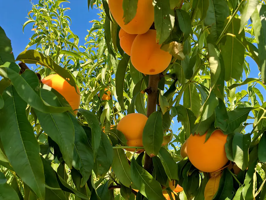 Palombaggia-cov, varietà di pesca