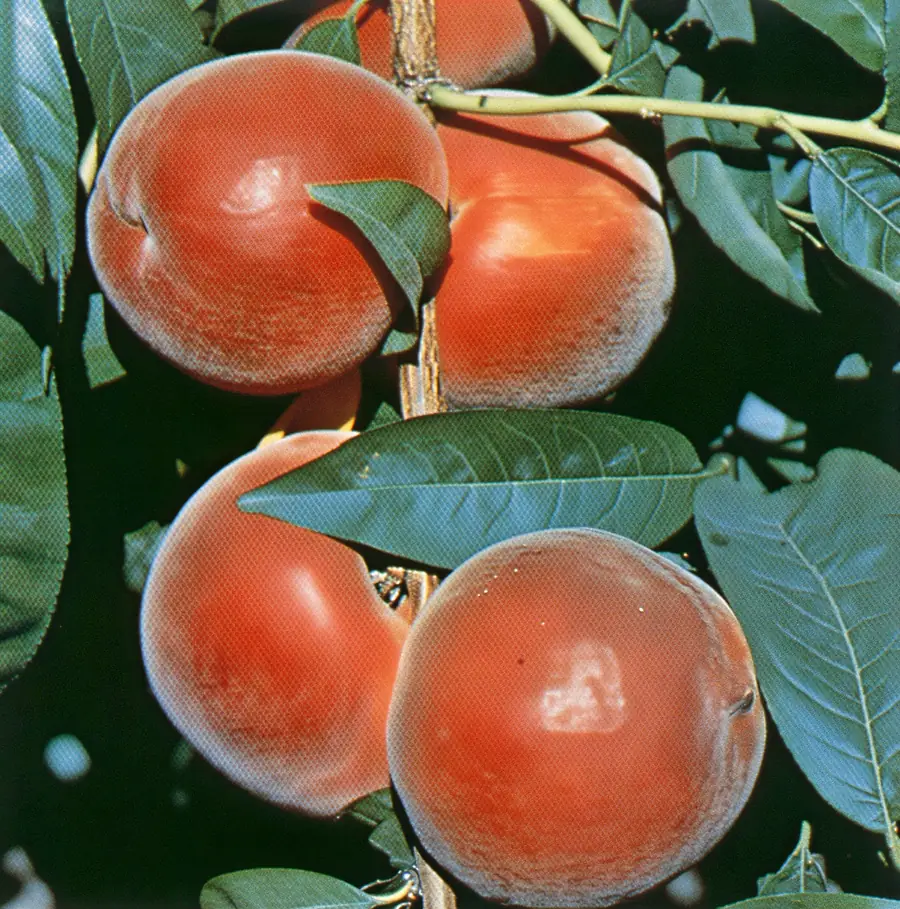 Rich Lady-cov, a peach variety