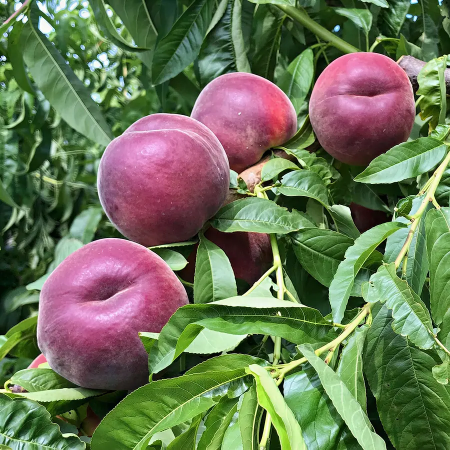 Soledora-cov, a peach variety