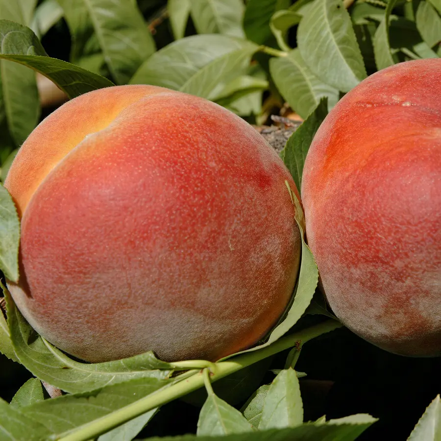 Sweet Dream-cov, a peach variety