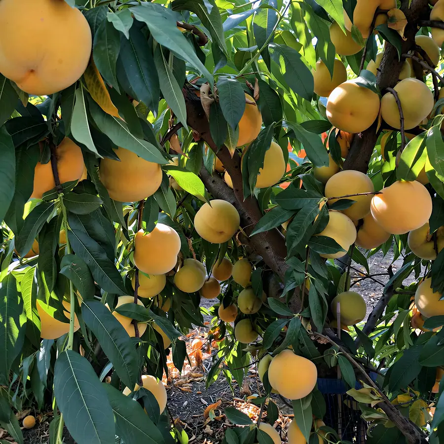 TN472-5-cov, a peach variety