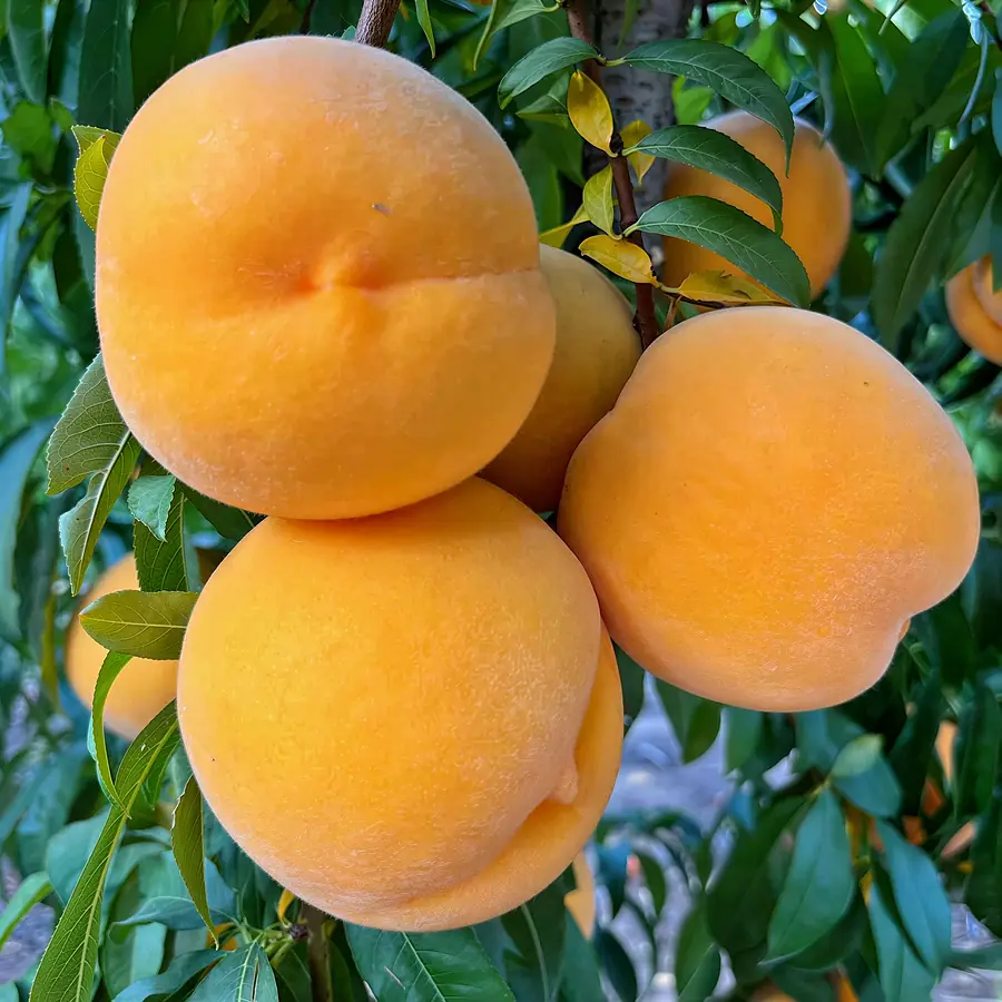 TN473-9-cov, a peach variety