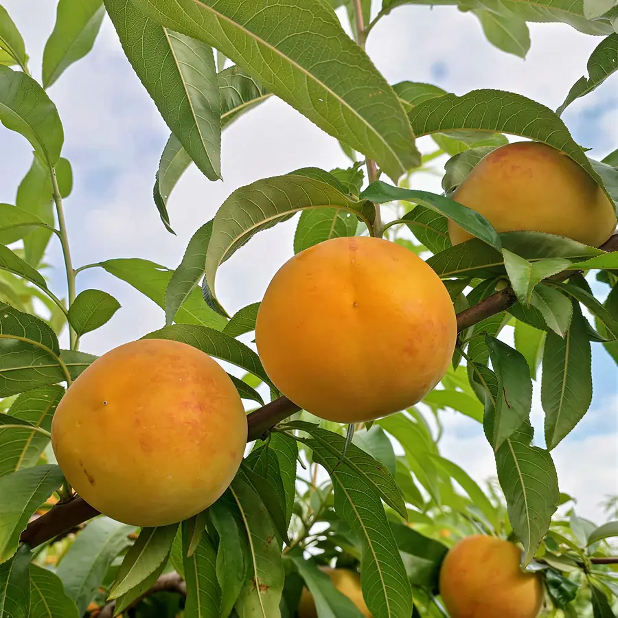 ZN175-5-cov, a peach variety