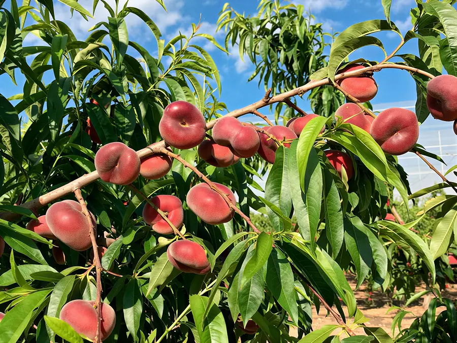 Caramba-cov, varietà di pesche e nettarine piatte
