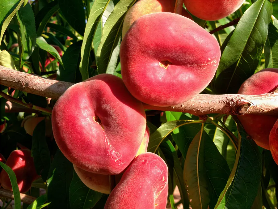 Divadona-cov, varietà di pesche e nettarine piatte