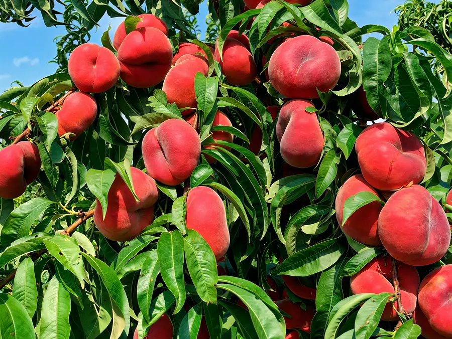Filoe-cov, varietà di pesche e nettarine piatte